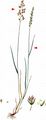 Glaucous Meadow-Grass - Poa glauca Vahl