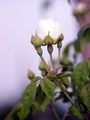 Field-Rose - Rosa arvensis Huds.