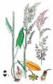 Großer Sauerampfer - Rumex acetosa L.