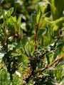Alpine Willow - Salix alpina Scop.