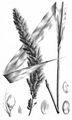 Foxtail Bristle-Grass - Setaria italica (L.) P. Beauv.