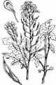 White Mustard - Sinapis alba L.