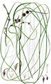 Least Bur-Reed - Sparganium natans L.