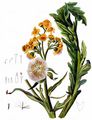 Marsh Fleawort - Tephroseris palustris (L.) Rchb.