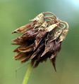 Weiß-Klee - Trifolium repens L.