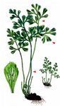 Mauerraute - Asplenium ruta-muraria L. 