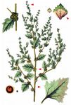 Rosen-Melde - Atriplex rosea L. 