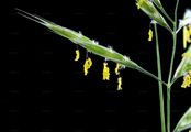 Upright Brome - Bromopsis erecta (Huds.) Fourr.