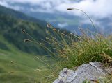 Krumm-Segge - Carex curvula All.