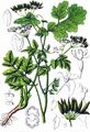 Hecken-Kälberkropf - Chaerophyllum temulum L.