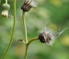 Kleb-Kratzdistel - Cirsium erisithales (Jacq.) Scop.