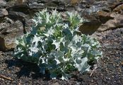 Sea-Holly - Eryngium maritimum L.