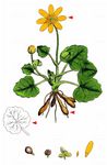 Scharbockskraut - Ficaria verna Huds. 