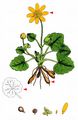 Lesser Celandine - Ficaria verna Huds.