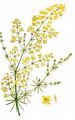 Echtes Labkraut - Galium verum L.