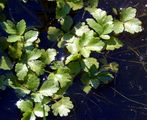 Fool's-Water-Cress - Helosciadium nodiflorum (L.) W. D. J. Koch