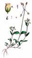 Jagged Chickweed - Holosteum umbellatum L.