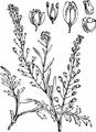 Narrow-Leaved Pepperwort - Lepidium ruderale L.