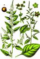 Many-Seeded Goosefoot - Lipandra polysperma (L.) S. Fuentes & al.