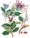 Wald-Heckenkirsche - Lonicera periclymenum L. 