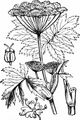 Masterwort - Peucedanum ostruthium (L.) W. D. J. Koch