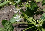 Garten-Bohne - Phaseolus vulgaris L.