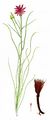 Purple-Flowered Vipergrass - Podospermum purpureum (L.) W. D. J. Koch & Ziz