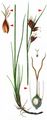 Brown Beak-Sedge - Rhynchospora fusca (L.) W. T. Aiton