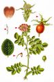 Sweet-Briar - Rosa rubiginosa L.