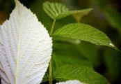  - Rubus subg. Idaeobatus (Focke) Focke