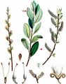 Grey Willow - Salix cinerea L.