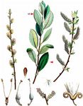 Grau-Weide - Salix cinerea L. 