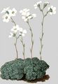 Blaugrüner Steinbrech - Saxifraga caesia L.