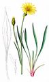 Viper's-Grass - Scorzonera humilis L.