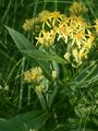 Hercynian Ragwort - Senecio hercynicus Herborg