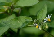 Black Nightshade - Solanum nigrum L.