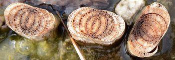 Bulrush - Typha latifolia L.
