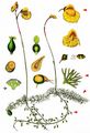 Mittlerer Wasserschlauch - Utricularia intermedia Hayne