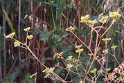 Gefurchter Feldsalat - Valerianella rimosa Bastard