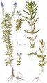 Large Speedwell - Veronica austriaca L.
