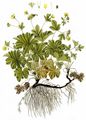  - Waldsteinia geoides Willd.