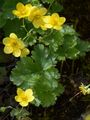  - Waldsteinia ternata (Stephan) Fritsch