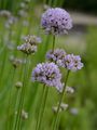 Kantiger Lauch - Allium angulosum L.