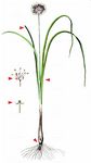 Wohlriechender Lauch - Allium suaveolens Jacq. 