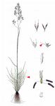 Moor-Schmiele - Aristavena setacea (Huds.) F. Albers & Butzin 