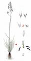 Bog Hair-Grass - Aristavena setacea (Huds.) F. Albers & Butzin