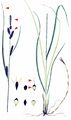 Water Sedge - Carex aquatilis Wahlenb.
