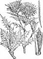 Carline Thistle - Carlina vulgaris L.
