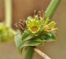 Endive - Cichorium endivia L.