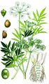 Wasserschierling - Cicuta virosa L.